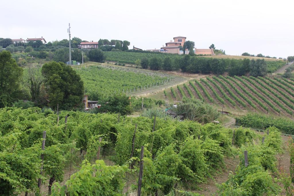 Agriturismo 7 Colonne Villa Bertinoro Ngoại thất bức ảnh